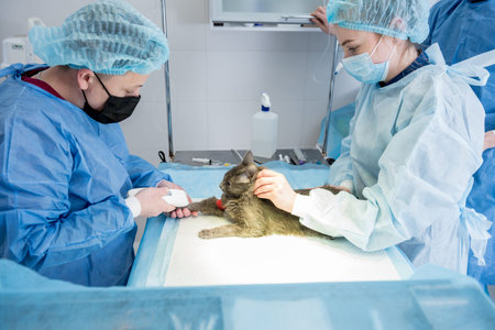 Veterinary surgeon is preparing cat for neutering surgery.