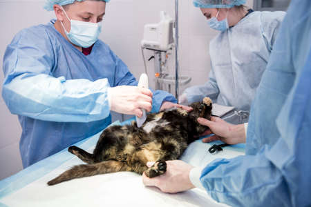 Veterinary surgeon is preparing cat for neutering surgery.の写真素材