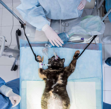 Veterinary surgeon is preparing cat for neutering surgery.の写真素材