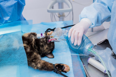 Veterinarian surgeons in operating room doing cat neuteringの写真素材