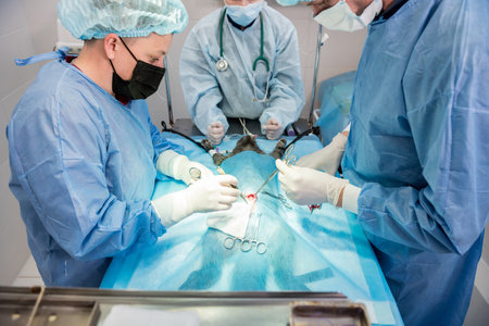 Veterinarian surgeons in operating room doing cat neutering