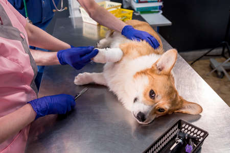 Veterinarian team bandages the paw of a sick Corgi dogの写真素材