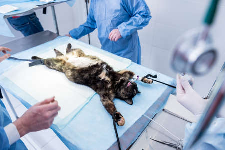 Veterinary surgeon is preparing cat for neutering surgery.の写真素材