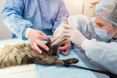 Veterinary surgeon is preparing cat for neutering surgery.の写真素材