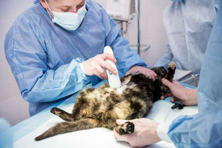 Veterinary surgeon is preparing cat for neutering surgery.の写真素材