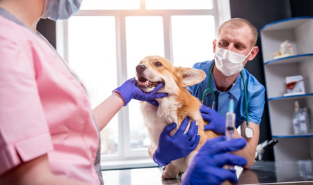 Veterinarian team giving the vaccine to the Corgi dogの写真素材
