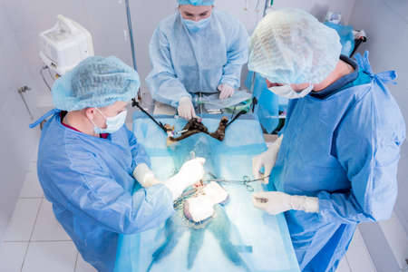 Veterinarian surgeons in operating room doing cat neuteringの写真素材