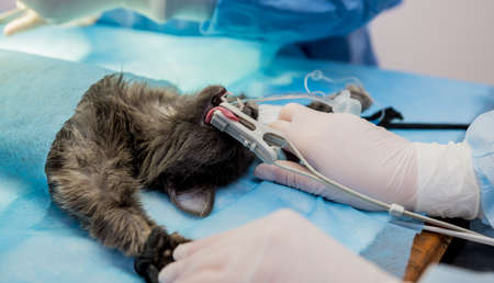 Veterinarian surgeons in operating room doing cat neuteringの写真素材