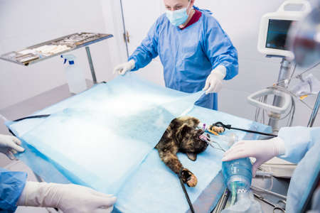 Veterinarian surgeons in operating room doing cat neuteringの写真素材