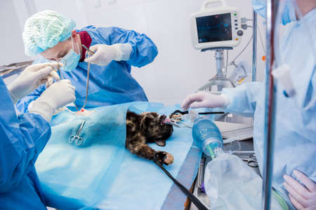 Veterinarian surgeons in operating room doing cat neuteringの写真素材