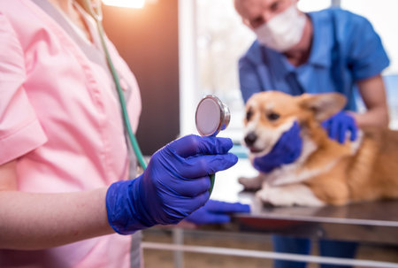 A team of veterinarians examines a sick Corgi dog using an stethoscopeの写真素材
