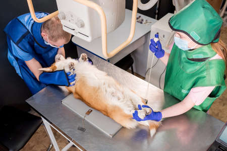 Veterinarian team examining dog in x-ray room.の写真素材