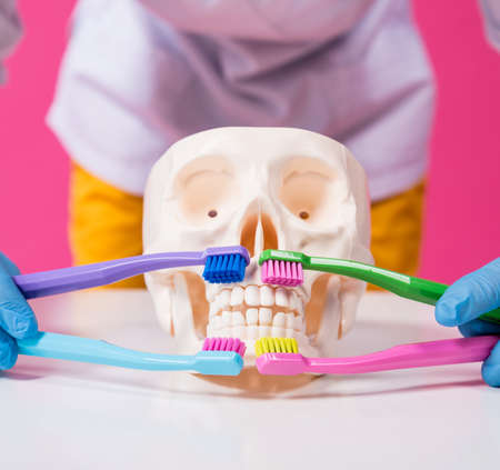 Woman dentist brushing teeth of an artificial skull using a four toothbrushesの写真素材