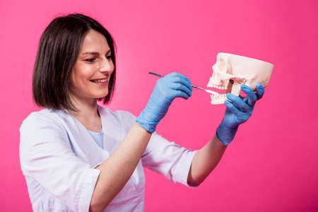 Woman dentist examines the oral cavity of the artificial skull with sterile dental instrumentsの写真素材