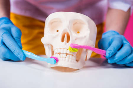 Woman dentist brushing teeth of an artificial skull using a two toothbrushesの写真素材