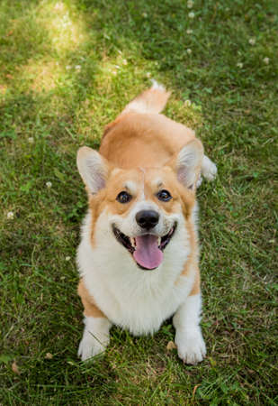 Portrait of Welsh corgi pembroke in the city parkの写真素材