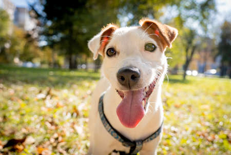 Portrait of cute jack russell terrier dog at the park.の写真素材