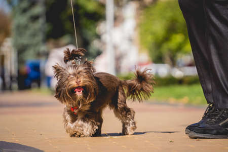 The owner walks the yorkshire terrier dog in the park.の写真素材