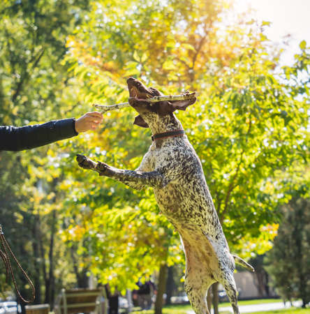 The owner trains the kurzhaar dog in the park.の写真素材