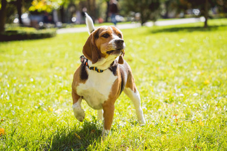 Portrait of cute beagle dog at the park.の写真素材