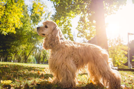 Portrait of cute american cocker spaniel dog at the park.の写真素材