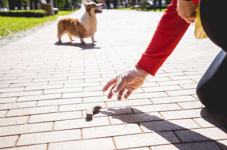 The owner picking up the poops after dog with plastic bagの写真素材