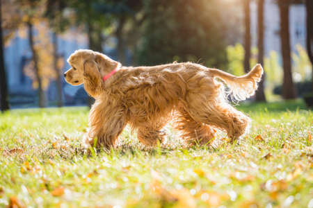 Portrait of cute american cocker spaniel dog at the park.の写真素材