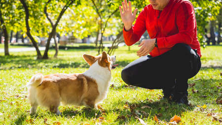 The owner plays the welsh corgi dog in the park.の写真素材