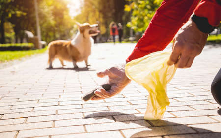 The owner picking up the poops after dog with plastic bagの写真素材