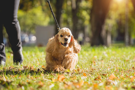 The owner walks the american cocker spaniel dog in the park.の写真素材