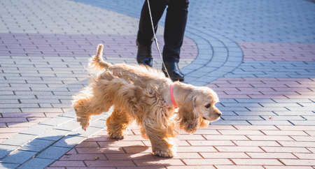 The owner walks the american cocker spaniel dog in the park.の写真素材