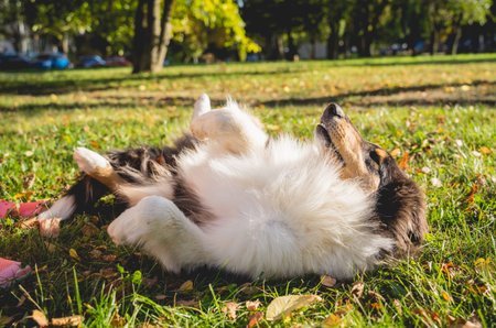 Portrait of cute rough collie dog at the park.