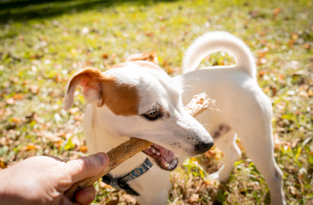 The owner trains the jack russell terrier dog in the park.