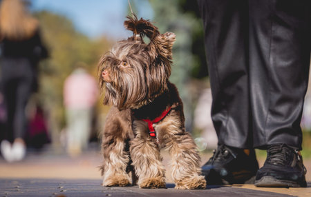 The owner walks the yorkshire terrier dog in the park.