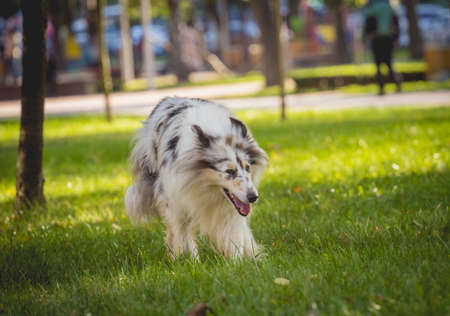 Portrait of cute rough collie dog at the park.の写真素材