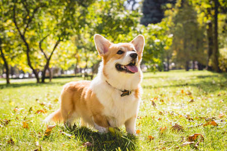 Portrait of cute welsh corgi dog at the park.の写真素材