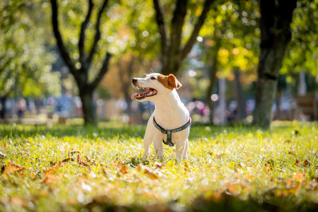 Portrait of cute jack russell terrier dog at the park.の写真素材