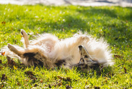 Portrait of cute rough collie dog at the park.の写真素材