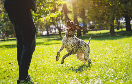 The owner trains the kurzhaar dog in the park.の写真素材