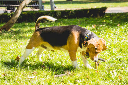 Portrait of cute beagle dog at the park.の写真素材