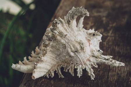 Big sea shell on a dark background
