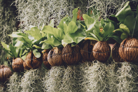 Green plant pots made of coconut shell