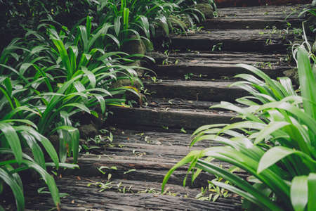 Old rustic wooden stairs in the gardenの写真素材