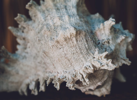 Big sea shell on a dark background