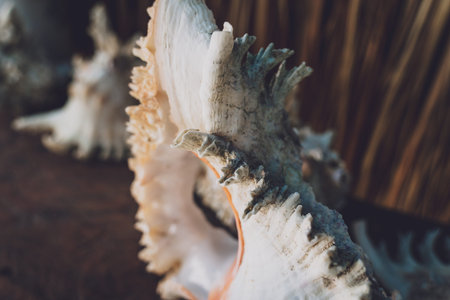 Big sea shell on a dark backgroundの写真素材