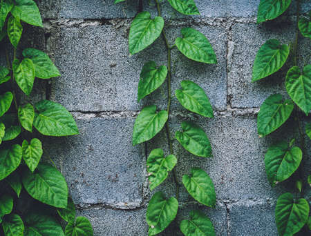 Natural background of the wall with green leavesの写真素材