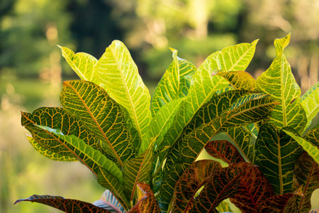 Green leafs on blurred background in garden