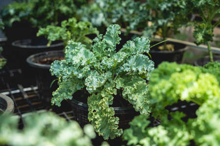 Vegetable bed boxes with soil in the cafe organic gardenの写真素材