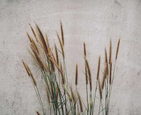 Spikelets in the wind on a field with a blurred grey background