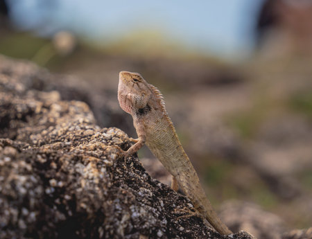 Small gray rock lizard on a stone